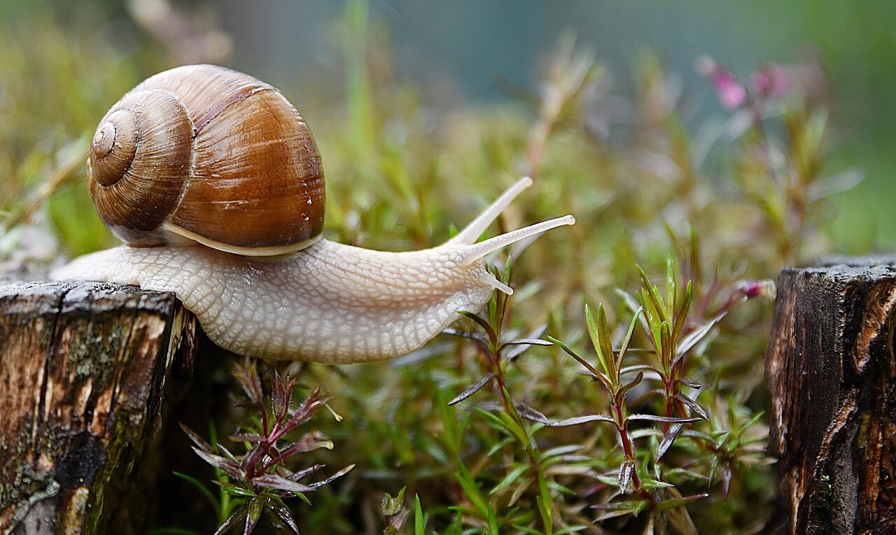snail, garden, conch, nature, animal, snail, snail, snail, snail, snail